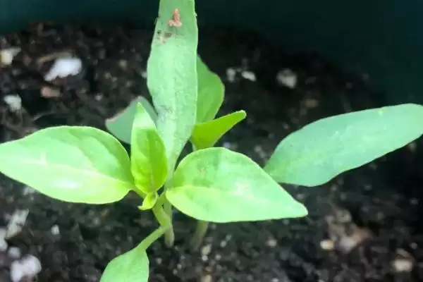 朝天椒播种前后如何进行管理呢,朝天椒播种前后管理方法插图3 朝天椒播种前后如何进行管理呢,朝天椒播种前后管理方法插图3