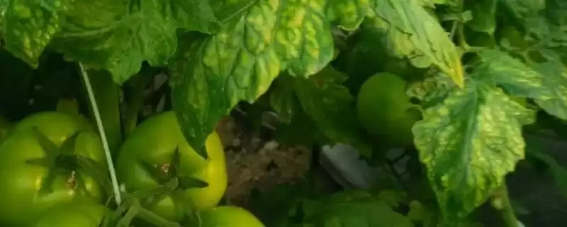 番茄缺素症及补救,番茄缺素症的表现及补救方法有哪些-会东网