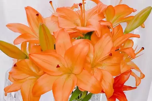 橙色百合花有什么寓意和象征呢,橙色百合花的寓意插图3 橙色百合花有什么寓意和象征呢,橙色百合花的寓意插图3
