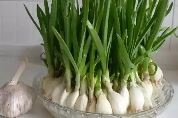 大蒜怎样进行盆栽,大蒜如何盆栽插图2