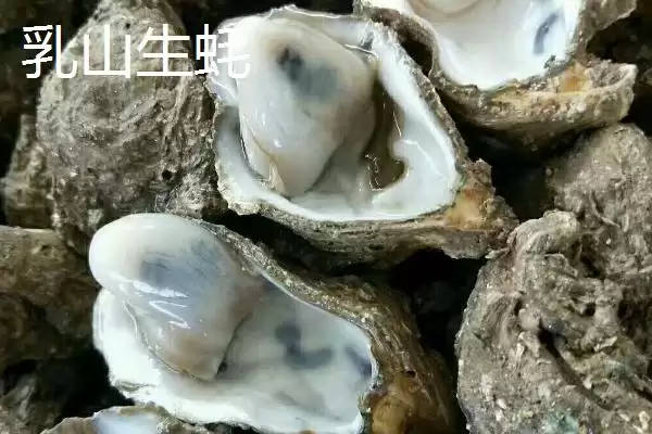 北海生蚝的产地在什么地方呢,北海生蚝产于哪里插图4 北海生蚝的产地在什么地方呢,北海生蚝产于哪里插图4