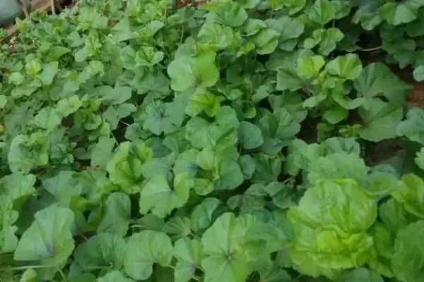 冬寒菜秋播的栽培技巧,冬寒菜在秋播的栽培技巧有哪些要点插图2 冬寒菜秋播的栽培技巧,冬寒菜在秋播的栽培技巧有哪些要点插图2