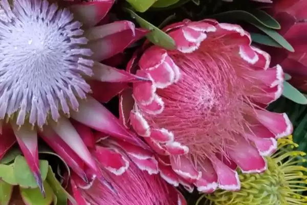帝王花的养殖方法要点,帝王花的养殖方法需怎样的环境插图1 帝王花的养殖方法要点,帝王花的养殖方法需怎样的环境插图1