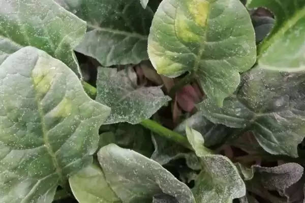 菠菜霜霉病的防治技术有哪些呢,菠菜霜霉病的防治技术插图4 菠菜霜霉病的防治技术有哪些呢,菠菜霜霉病的防治技术插图4