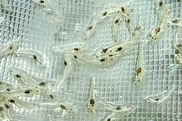 对虾一个月生长长度,对虾一个月正常可以长多少公分长度插图1 对虾一个月生长长度,对虾一个月正常可以长多少公分长度插图1