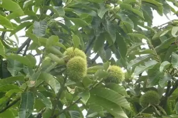 板栗枝枯病的种类及防治措施是,板栗枝枯病的种类及防治措施插图3 板栗枝枯病的种类及防治措施是,板栗枝枯病的种类及防治措施插图3