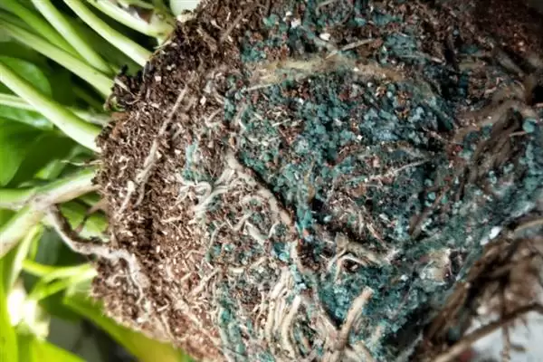 绿萝在春季隔多久浇一次水比较合适?插图4 绿萝在春季隔多久浇一次水比较合适?插图4