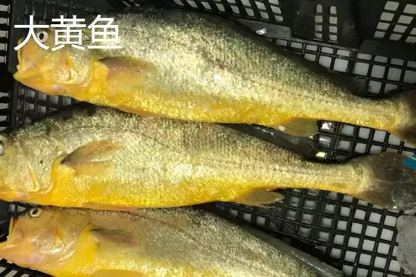 大黄鱼的主要产地在什么地方,大黄鱼的主产地插图4