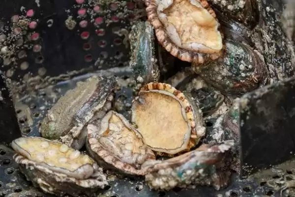 鲍鱼养殖方法的优缺点有哪些呢,鲍鱼养殖方法的优缺点对比插图1 鲍鱼养殖方法的优缺点有哪些呢,鲍鱼养殖方法的优缺点对比插图1