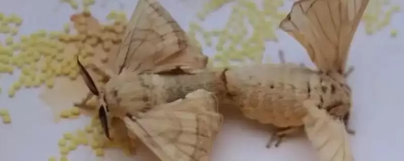 蚕羽化成蛾后能存活多少天呢,蚕羽化成蛾能存活多少天-会东网