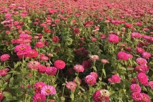 百日菊养殖方法,百日菊的养殖方法是什么样的插图3 百日菊养殖方法,百日菊的养殖方法是什么样的插图3