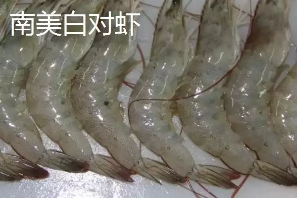 东方对虾的产地范围,东方对虾的产地主产于哪些海域插图4 东方对虾的产地范围,东方对虾的产地主产于哪些海域插图4