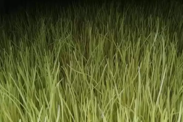 冬季蒜黄的种植技术,冬季蒜黄种植技术首先要选好品种吗插图3 冬季蒜黄的种植技术,冬季蒜黄种植技术首先要选好品种吗插图3