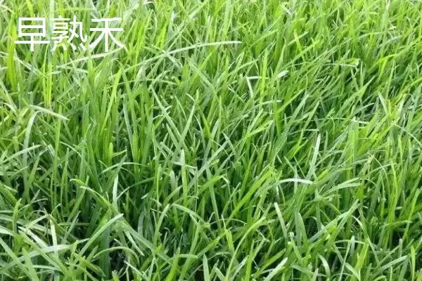 常见的草坪种子有哪些和介绍呢,常见的草坪种子插图4