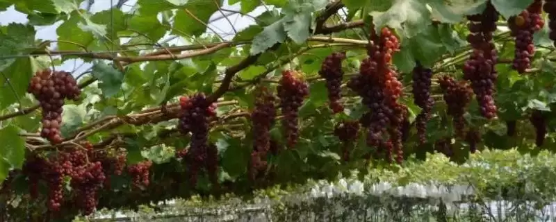 大泽山葡萄的品种特点,大泽山葡萄是什么葡萄以什么品种为主插图 大泽山葡萄的品种特点,大泽山葡萄是什么葡萄以什么品种为主插图