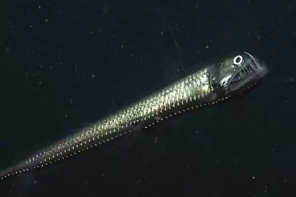 毒蛇鱼的所属种类,毒蛇鱼属于什么种类的鱼类类型插图1 毒蛇鱼的所属种类,毒蛇鱼属于什么种类的鱼类类型插图1