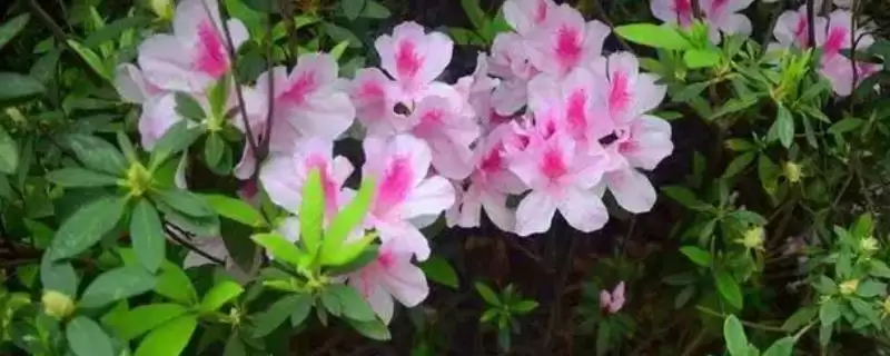 杜鹃花与三角梅的区别,杜鹃花是三角梅吗有哪些不同插图 杜鹃花与三角梅的区别,杜鹃花是三角梅吗有哪些不同插图
