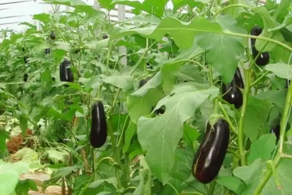 春天的茄子是不是属于反季呢,春天的茄子是反季吗插图1 春天的茄子是不是属于反季呢,春天的茄子是反季吗插图1
