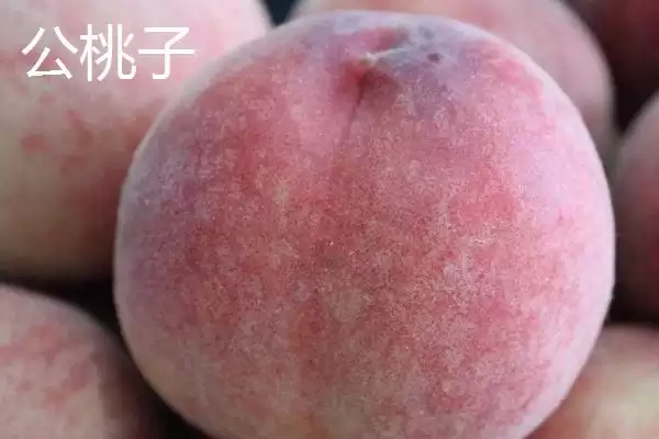 常见的桃子品种有哪些和特点呢,常见的桃子品种插图12 常见的桃子品种有哪些和特点呢,常见的桃子品种插图12