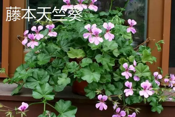 常见的天竺葵有哪些品种呢,常见的天竺葵品种插图2 常见的天竺葵有哪些品种呢,常见的天竺葵品种插图2