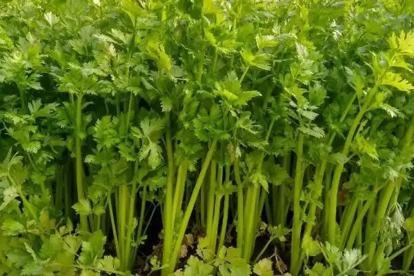 冬季芹菜的种植方法,冬季怎么种植芹菜大小苗要分级吗插图5 冬季芹菜的种植方法,冬季怎么种植芹菜大小苗要分级吗插图5