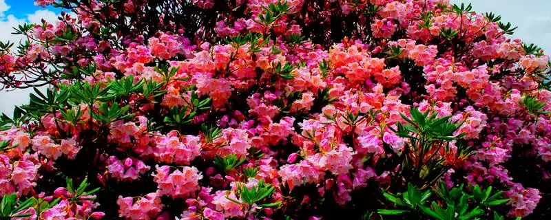 杜鹃花花期的养护方法,杜鹃花的花期如何进行养护管理插图 杜鹃花花期的养护方法,杜鹃花的花期如何进行养护管理插图