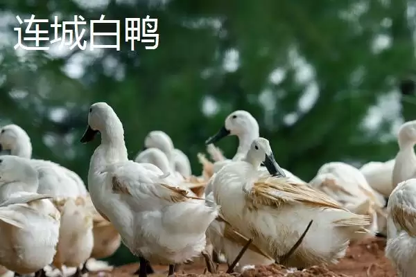 产蛋量高的鸭子有哪些品种呢,产蛋量高的鸭子品种插图3 产蛋量高的鸭子有哪些品种呢,产蛋量高的鸭子品种插图3