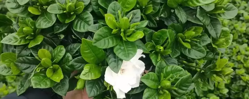 大叶和小叶栀子花的区别,大叶栀子花与小叶栀子花有何区别插图 大叶和小叶栀子花的区别,大叶栀子花与小叶栀子花有何区别插图