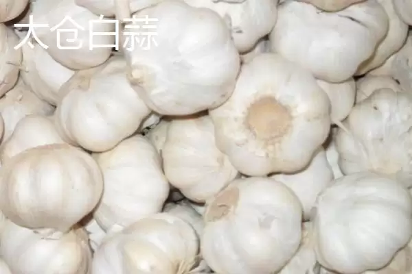 大蒜有哪些品种及如何选择,大蒜品种介绍插图4 大蒜有哪些品种及如何选择,大蒜品种介绍插图4