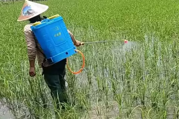 吡唑醚菌酯的使用要注意什么呢,吡唑醚菌酯的使用注意事项插图2 吡唑醚菌酯的使用要注意什么呢,吡唑醚菌酯的使用注意事项插图2
