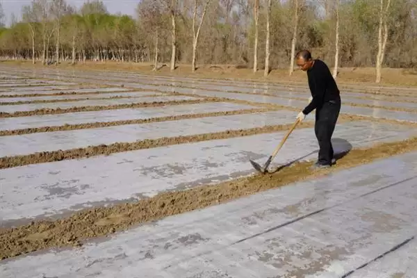 大棚地膜覆盖存在哪些误区呢,大棚地膜覆盖误区插图10 大棚地膜覆盖存在哪些误区呢,大棚地膜覆盖误区插图10