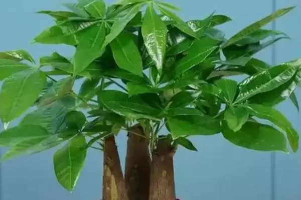 发财树树干皱原因,发财树树干皱皱的原因是什么因素插图3