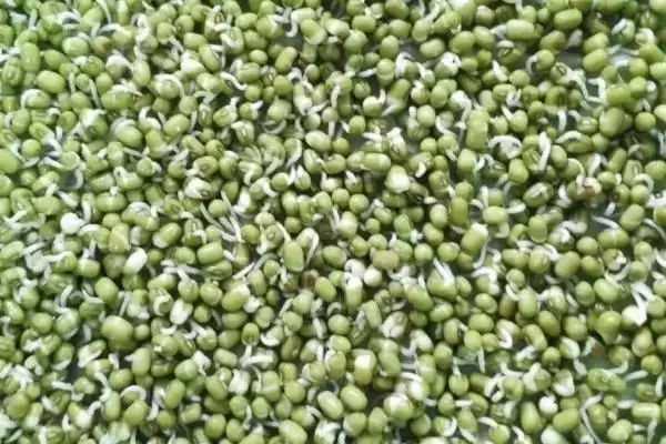 芽苗菜常见有哪些种子如绿豆等?插图1 芽苗菜常见有哪些种子如绿豆等?插图1