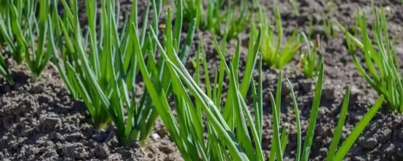 北方白露葱的种植方法是怎样呢,北方白露葱如何种植-会东网