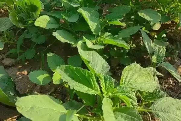 常见的野菜有哪些种类和名称呢,常见的野菜插图11 常见的野菜有哪些种类和名称呢,常见的野菜插图11