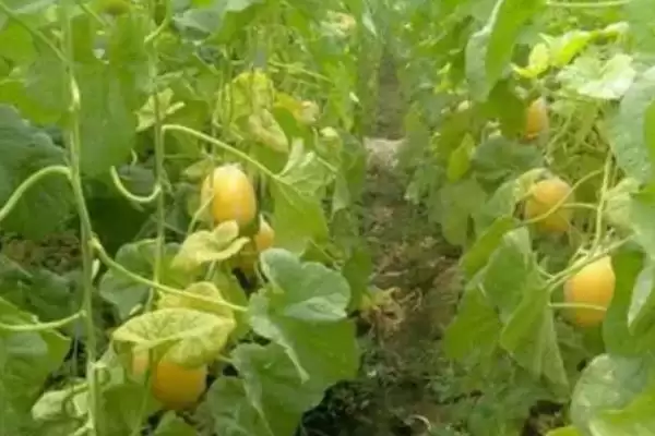 大棚洋香瓜如何进行肥水管理,大棚洋香瓜的肥水管理技术插图2 大棚洋香瓜如何进行肥水管理,大棚洋香瓜的肥水管理技术插图2
