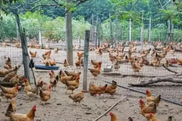 鼻涕虫是怎么形成的呢,鼻涕虫是怎么形成的插图2 鼻涕虫是怎么形成的呢,鼻涕虫是怎么形成的插图2