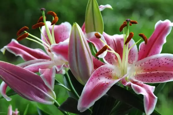 百合花苞问题,百合花苞发黄掉落的原因是什么插图7 百合花苞问题,百合花苞发黄掉落的原因是什么插图7