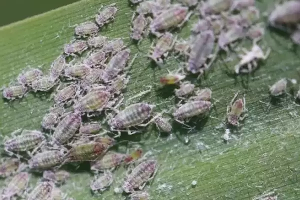 花生常见虫害蛴螬棉铃虫蚜虫类型全解析插图5 花生常见虫害蛴螬棉铃虫蚜虫类型全解析插图5