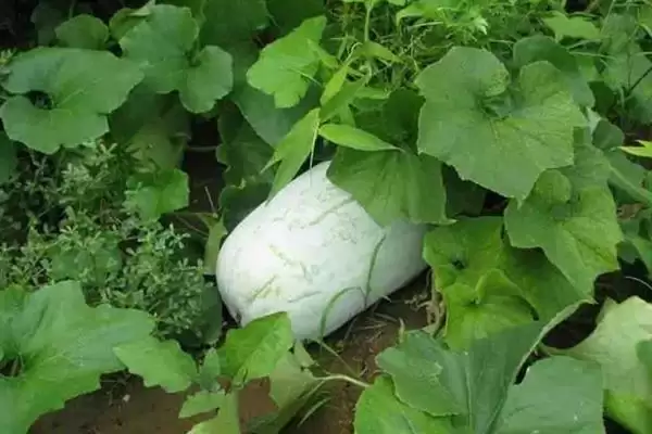 冬瓜的春季种植时间,冬瓜的种植时间春季在何时左右插图4 冬瓜的春季种植时间,冬瓜的种植时间春季在何时左右插图4
