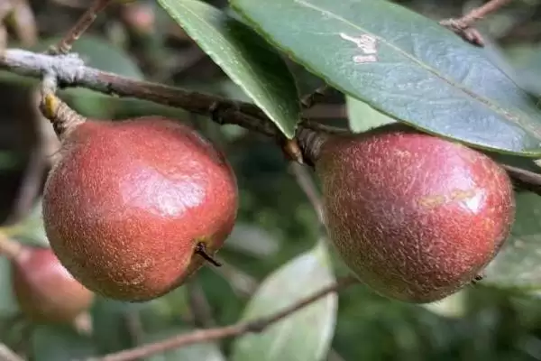 茶籽的价格是多少钱一斤及情况呢,茶籽的价格插图5 茶籽的价格是多少钱一斤及情况呢,茶籽的价格插图5