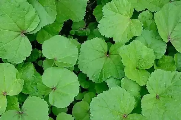 冬寒菜秋播的栽培技巧,冬寒菜在秋播的栽培技巧有哪些要点插图3 冬寒菜秋播的栽培技巧,冬寒菜在秋播的栽培技巧有哪些要点插图3
