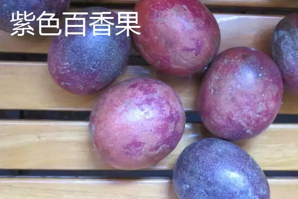 百香果广泛种植地,百香果在哪些热带亚热带地区广植插图10