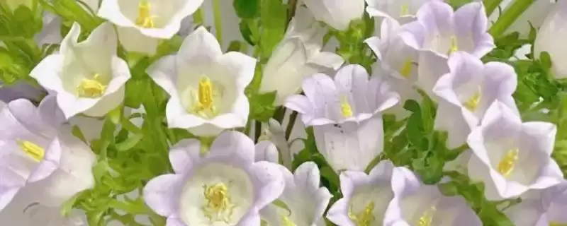 风铃花植物属性,风铃花是一种什么植物类型-会东网