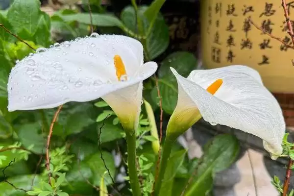马蹄莲养殖如何施加腐熟豆饼水?插图1 马蹄莲养殖如何施加腐熟豆饼水?插图1