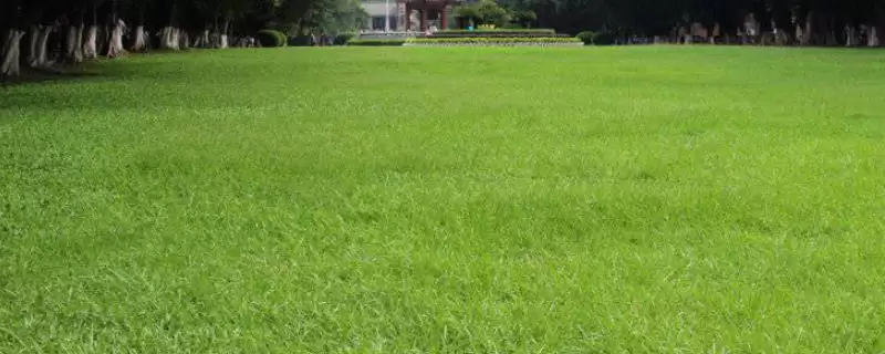 常见的草坪种子有哪些和介绍呢,常见的草坪种子-会东网