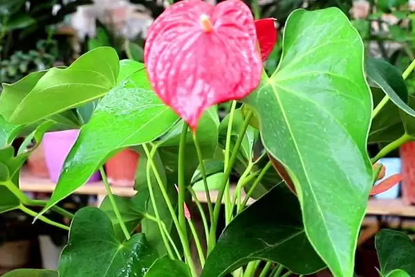 春季红掌该如何进行养护管理呢,春季红掌怎么养插图2 春季红掌该如何进行养护管理呢,春季红掌怎么养插图2