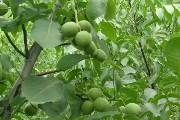 春季核桃种植有哪些注意事项呢,春季核桃种植注意事项插图1 春季核桃种植有哪些注意事项呢,春季核桃种植注意事项插图1