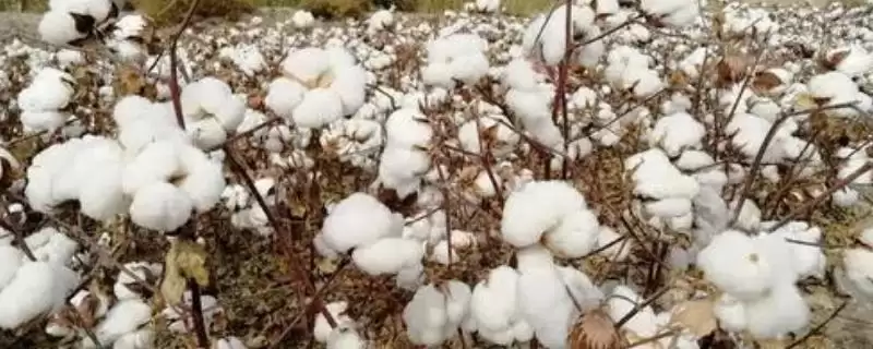 比皖杂40早1天金杂棉6号棉花品种特性全解-会东网
