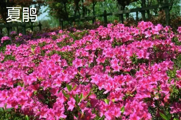 杜鹃花的开放时间,杜鹃花何时开放受什么因素影响插图2 杜鹃花的开放时间,杜鹃花何时开放受什么因素影响插图2